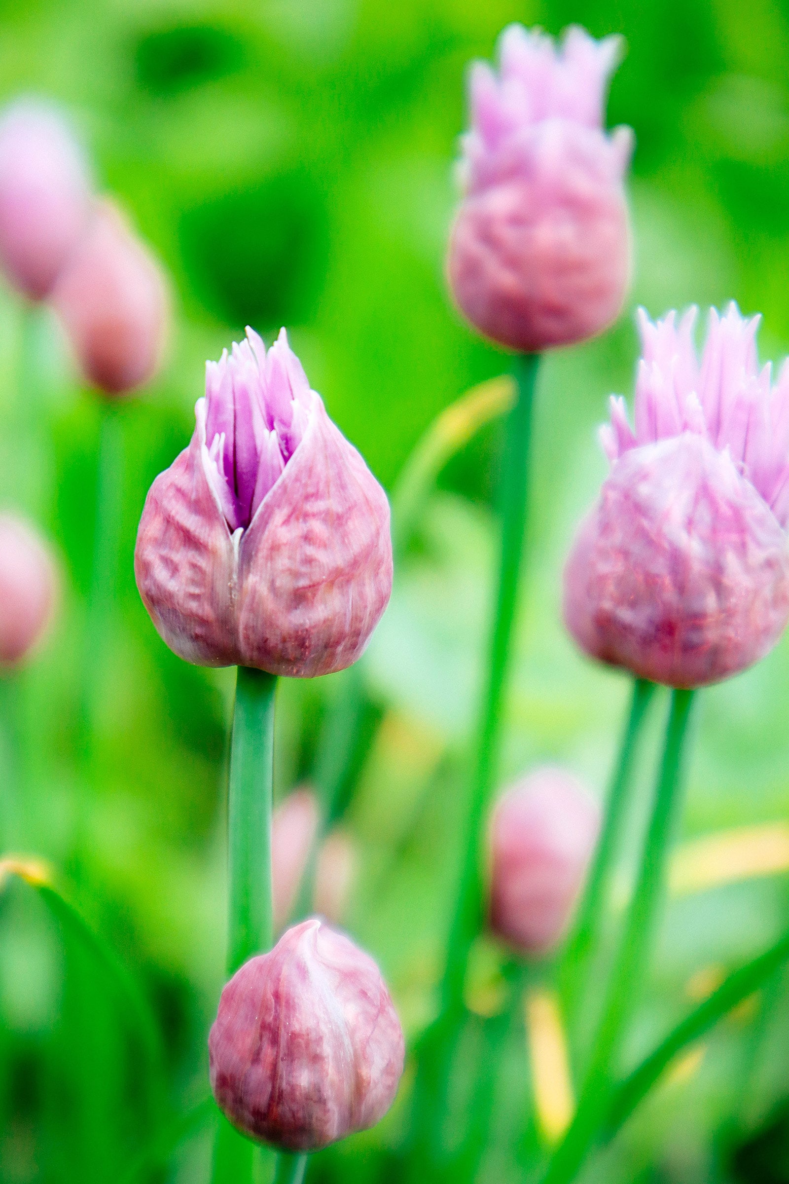 Onion chive flower bud