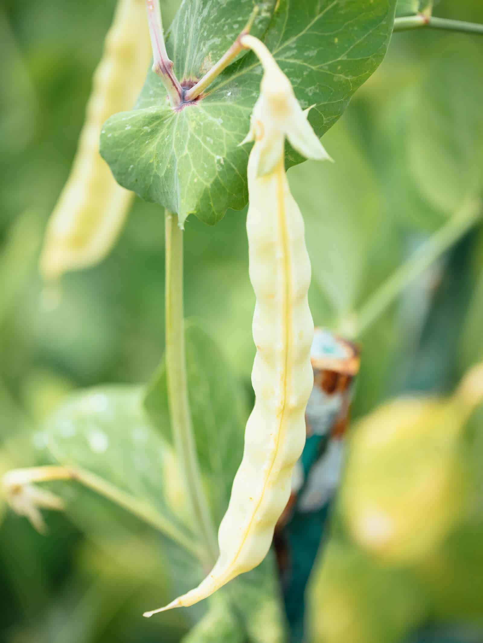 A guide to saving and storing seeds