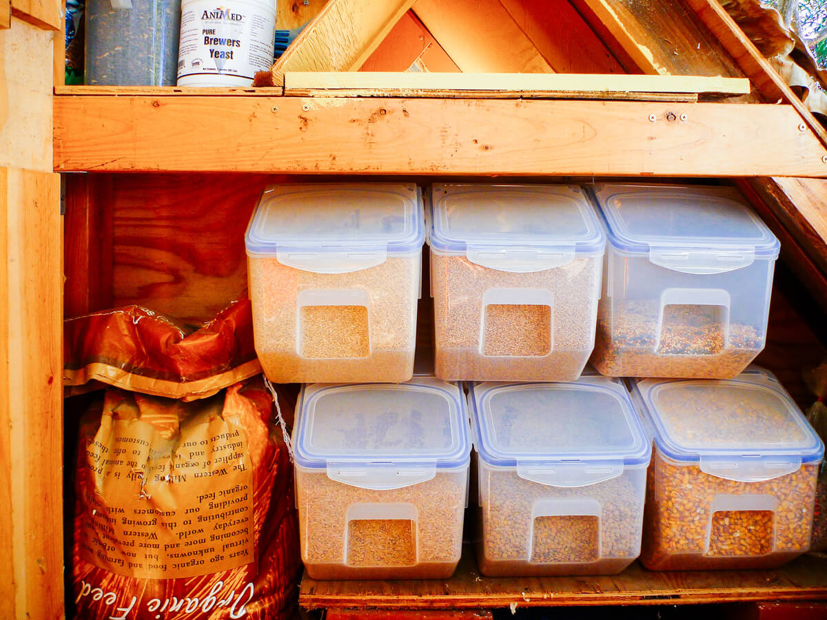 Whole grains and seeds used for homemade chicken feed