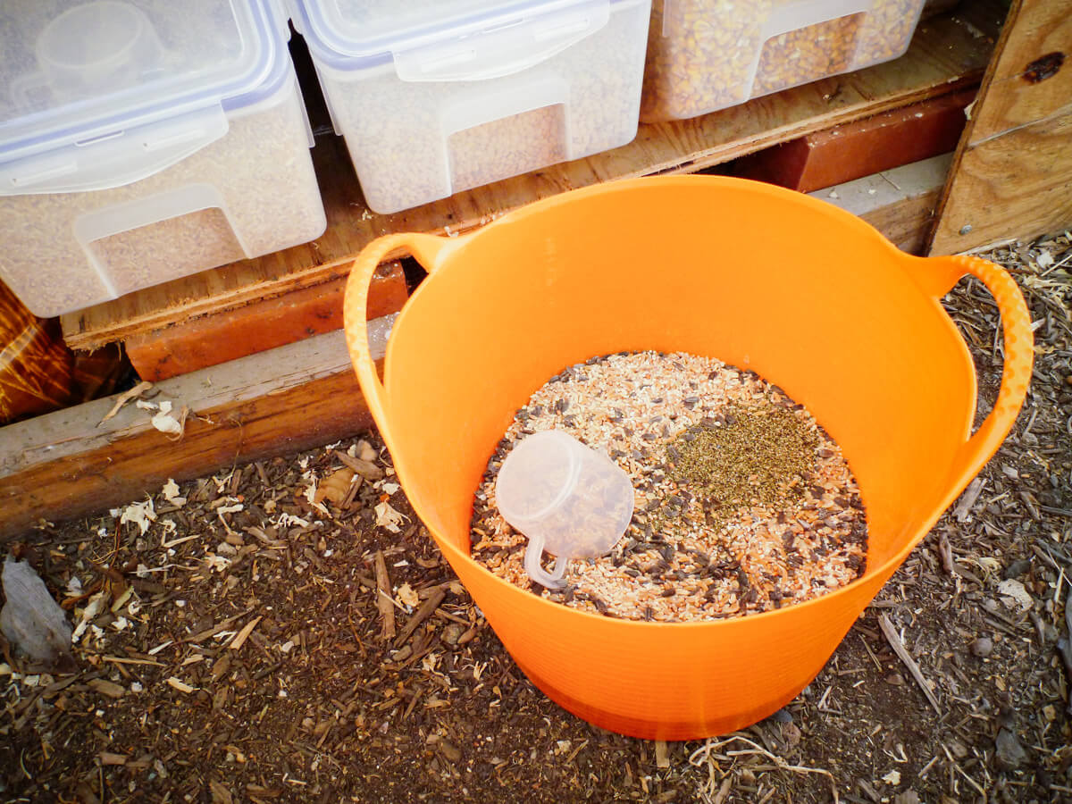 Mixing up grains, legumes, and seeds for my homemade chicken feed