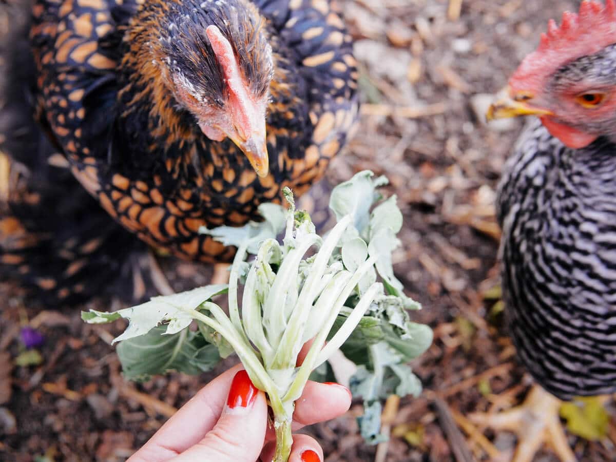 Let your chickens clean up end-of-season plants