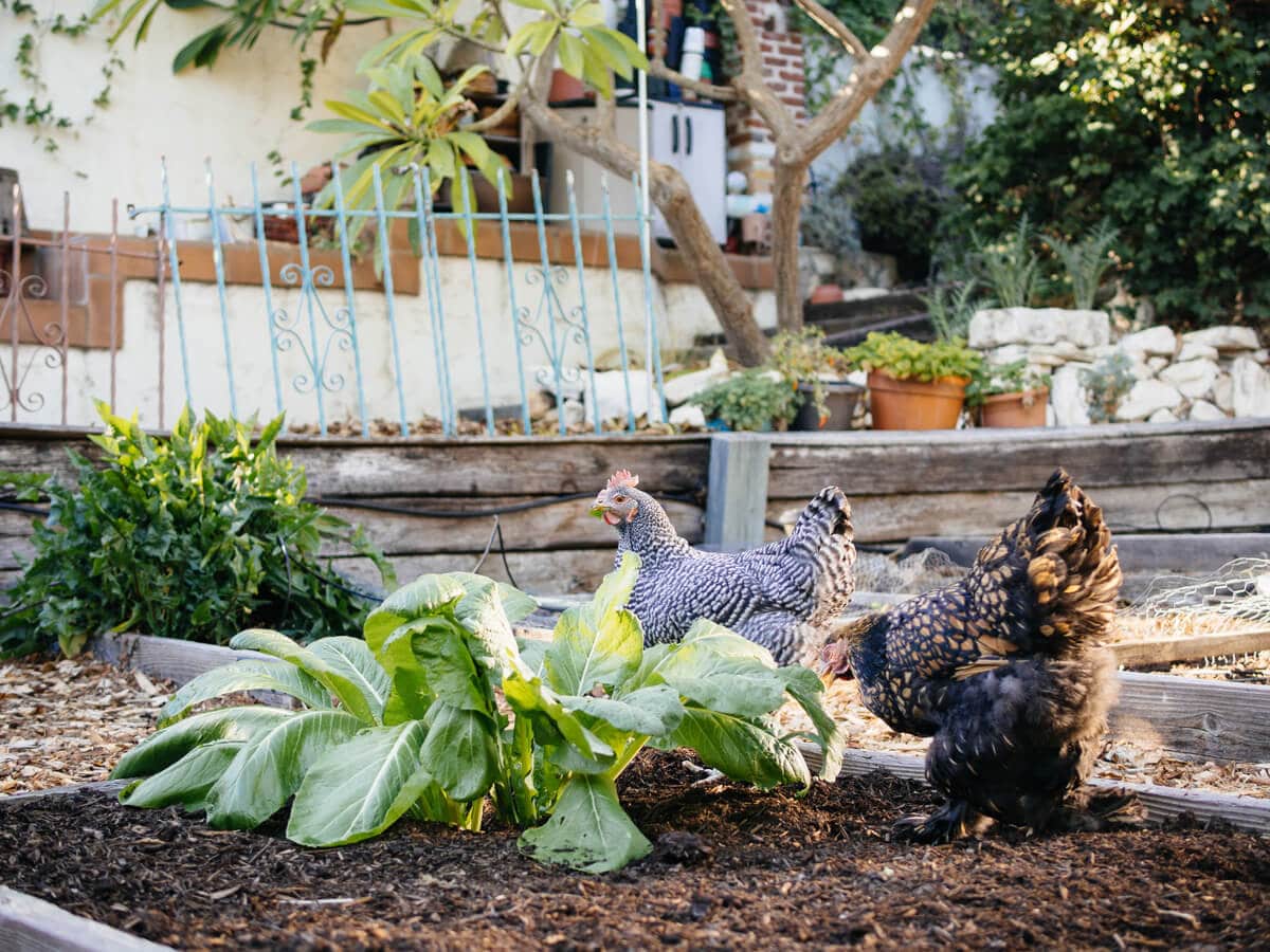 Xanthophylls in dark leafy greens give your eggs darker yolks