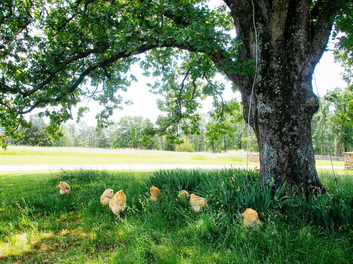 A flock of hens foraging on a natural wild lawn of grass, clover, and weeds