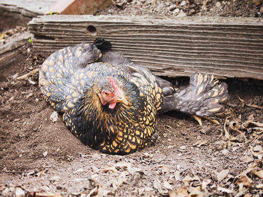 More From the Chicken Spa: The Dust Bath