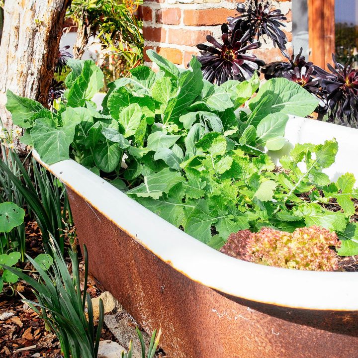 Leafy greens in clawfoot tub