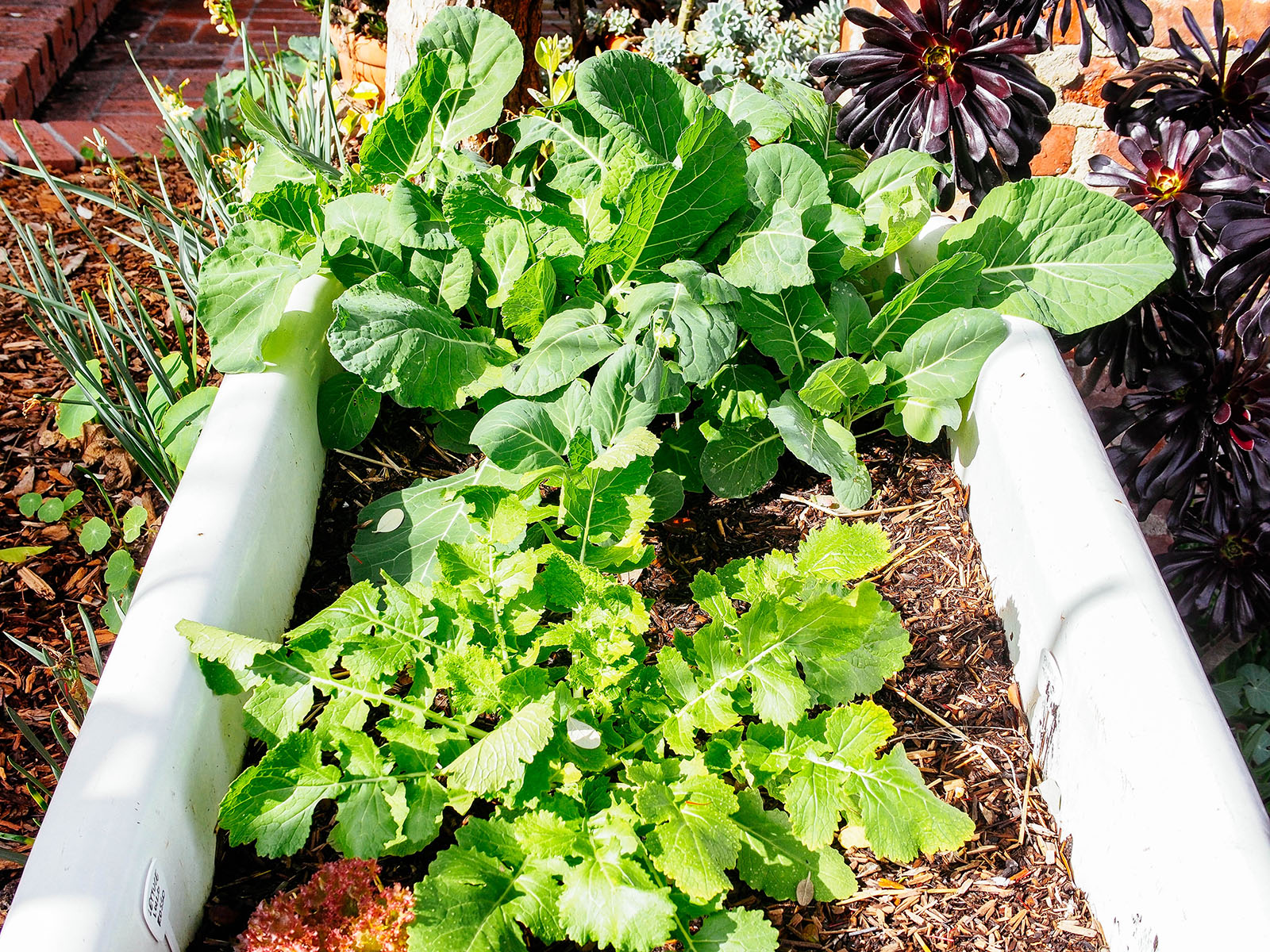 Kale, turnips, and lettuce growing in bathtub planter