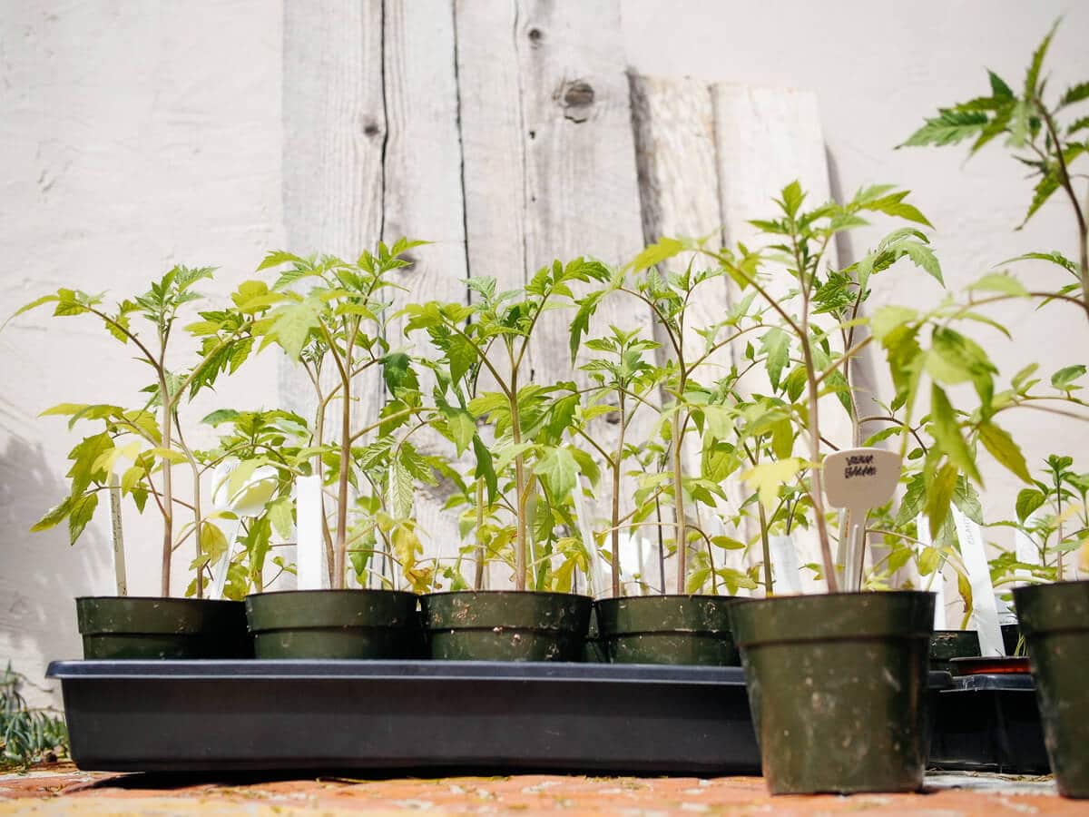 Tomato seedlings hardened off