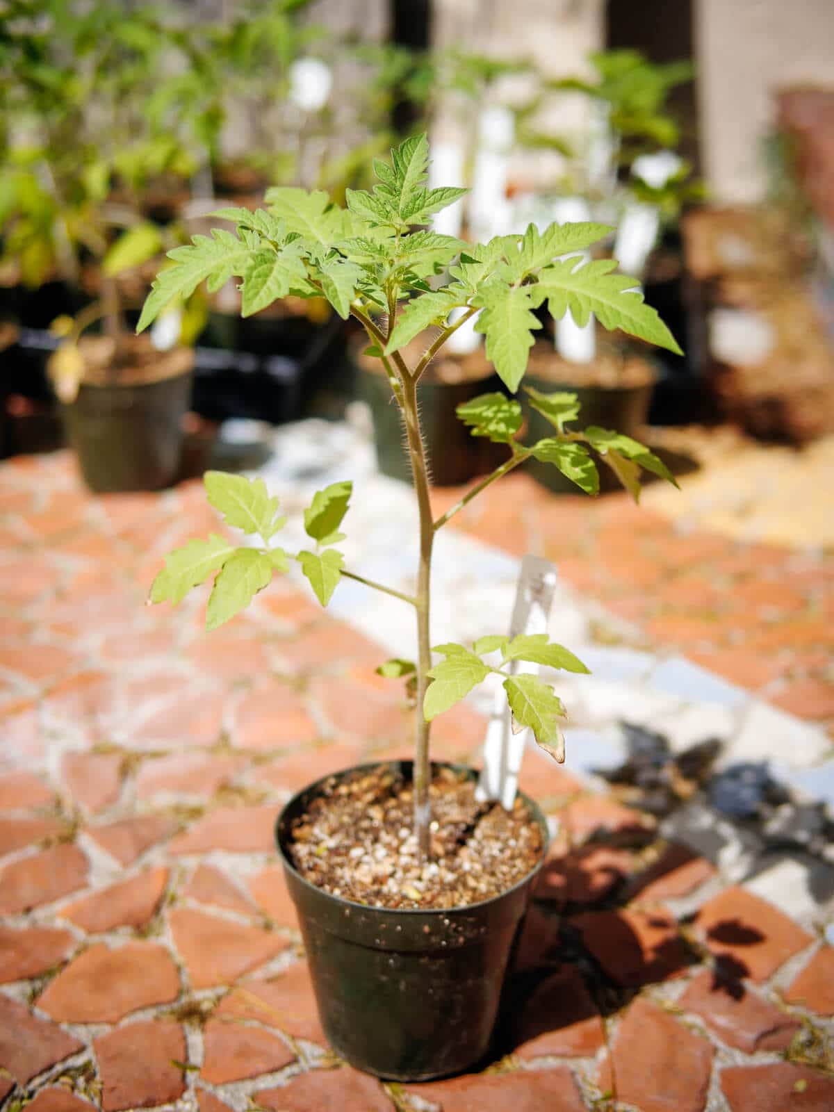 Healthy tomato seedling