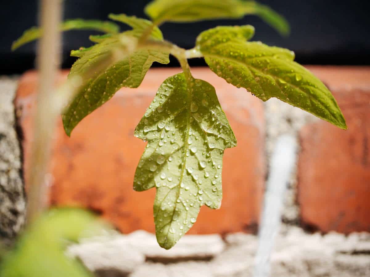 Spray the undersides of the leaves