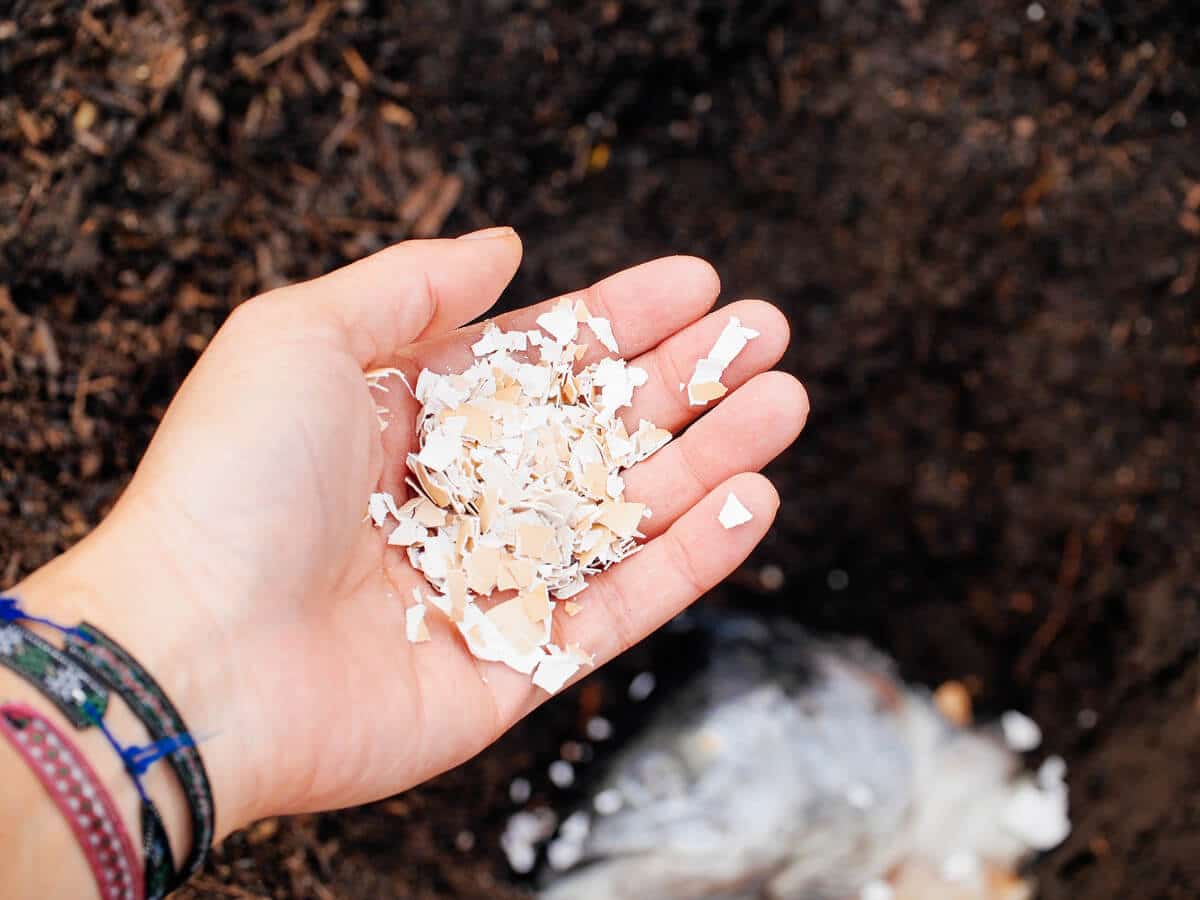 Crushed eggshells from my backyard chickens