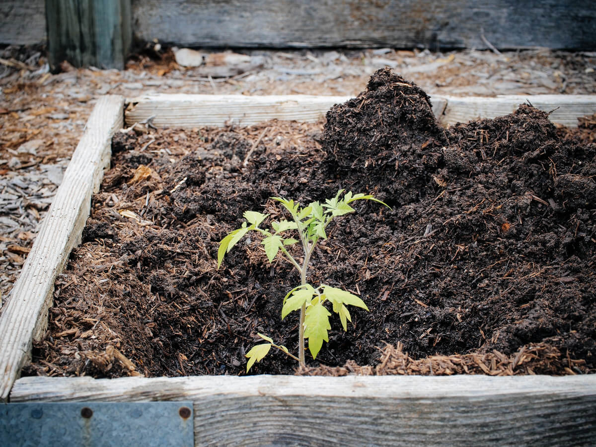 Lower the tomato plant down the hole