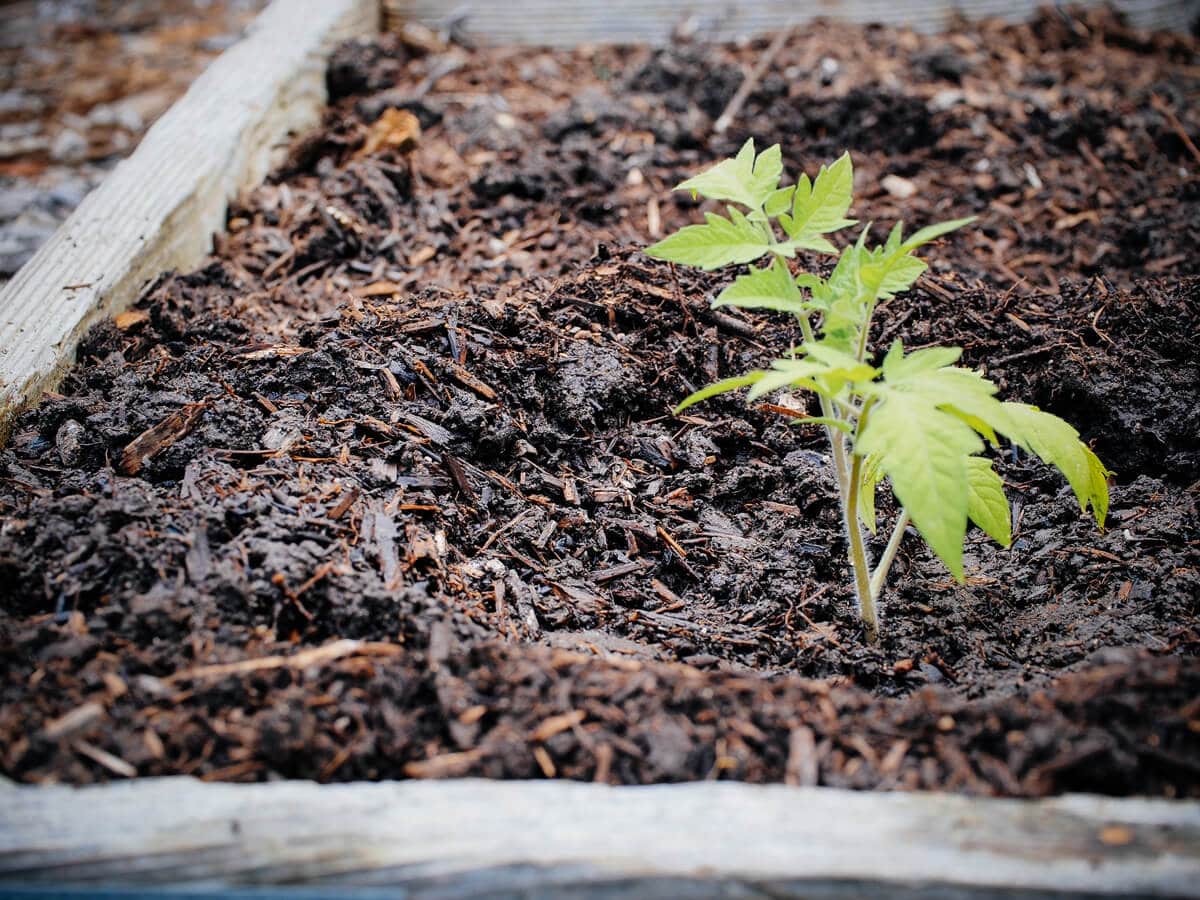 Create a small well around the plant