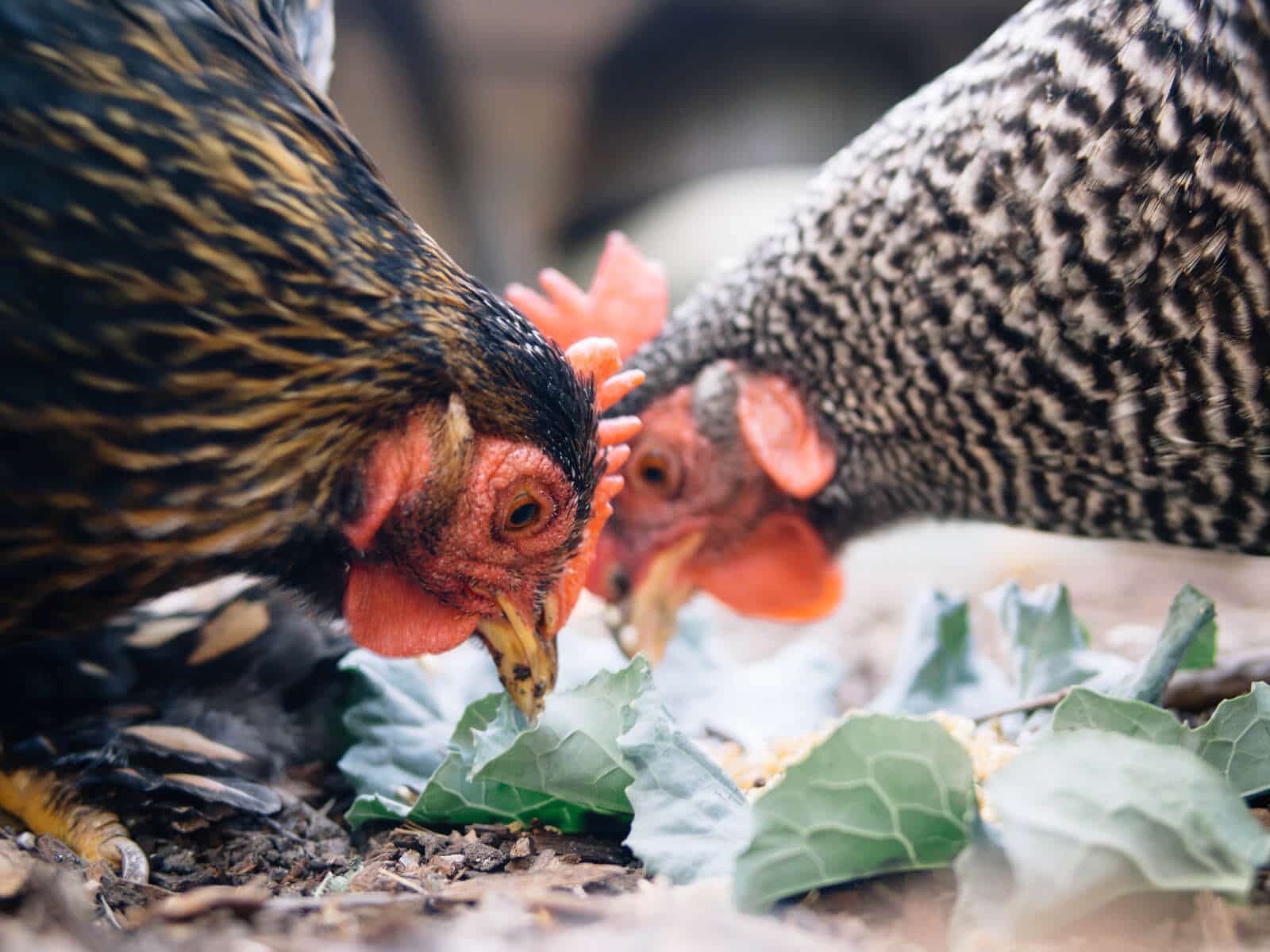 Garden Betty's chicken feed calculator for determining your protein content