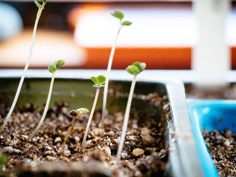 Leggy brassica seedlings