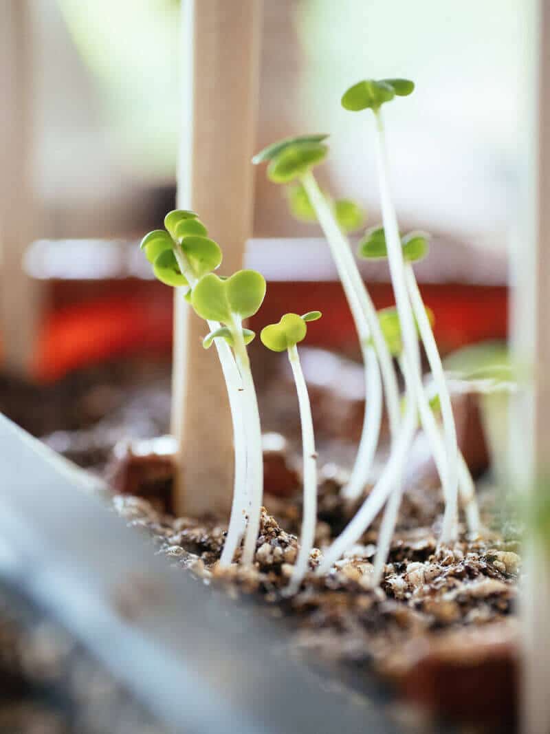 Spindly seedlings