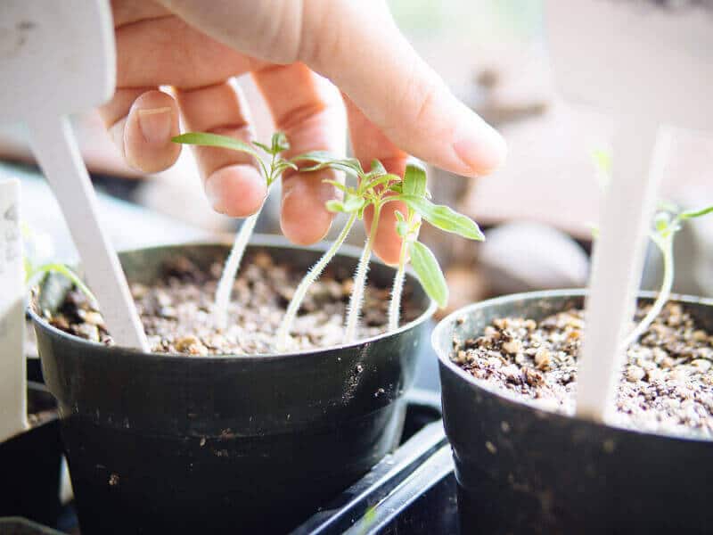 Brushing tomato seedlings