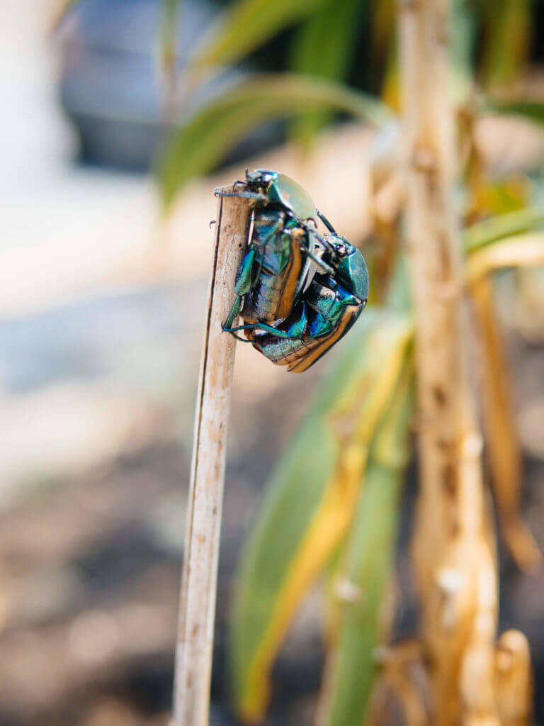 6 Smart Tricks That Get Rid of Fig Beetles (Naturally!)