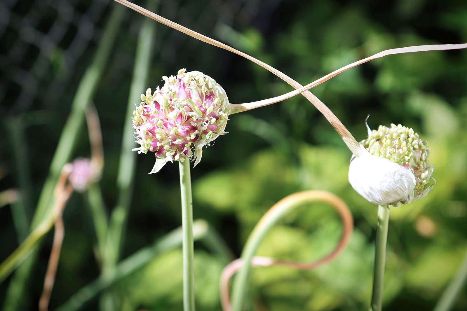 Flower on a garlic scape with the sheath splitting open