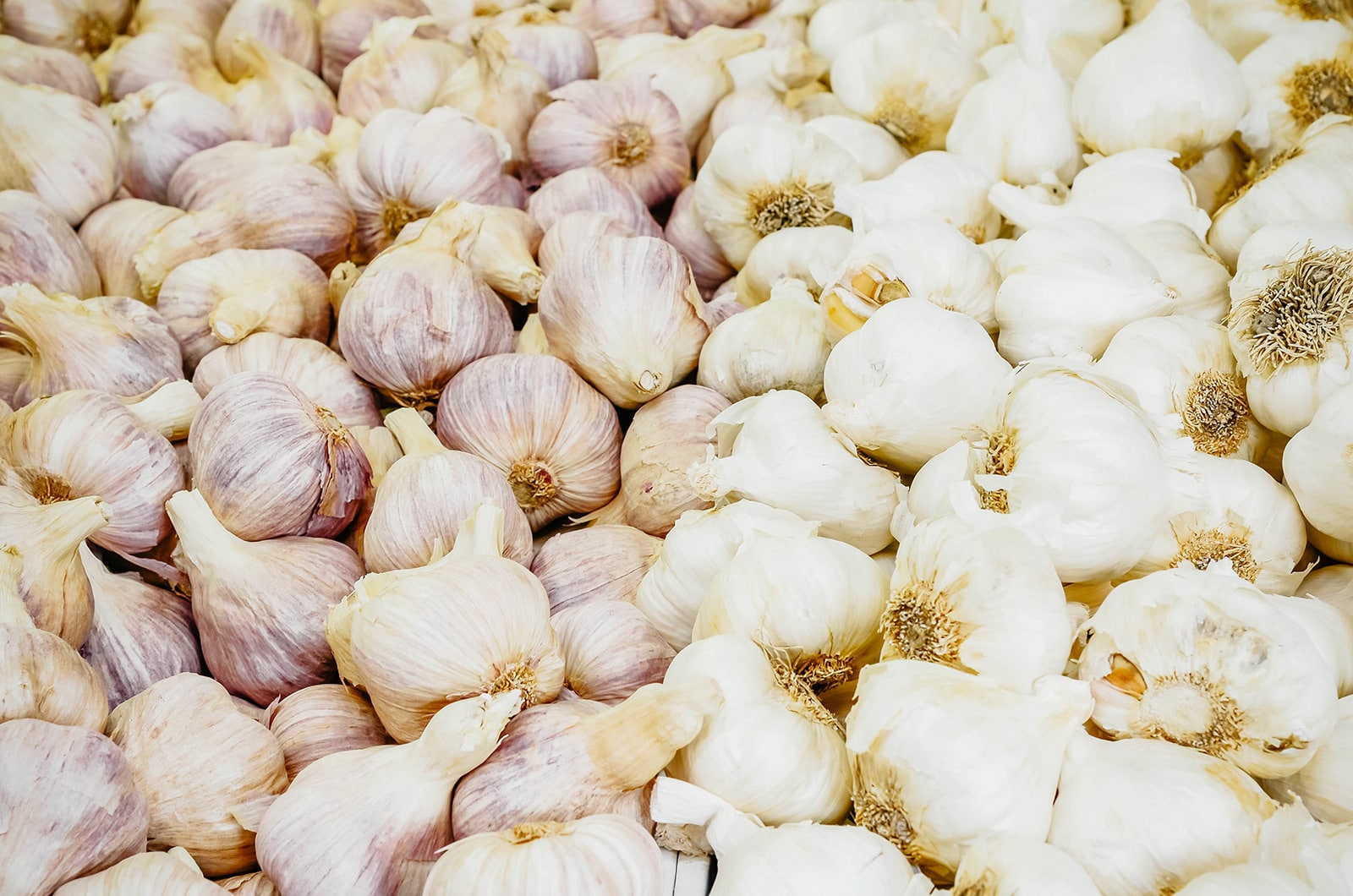 Big pile of purple elephant garlic bulbs on the left and white elephant garlic bulbs on the right