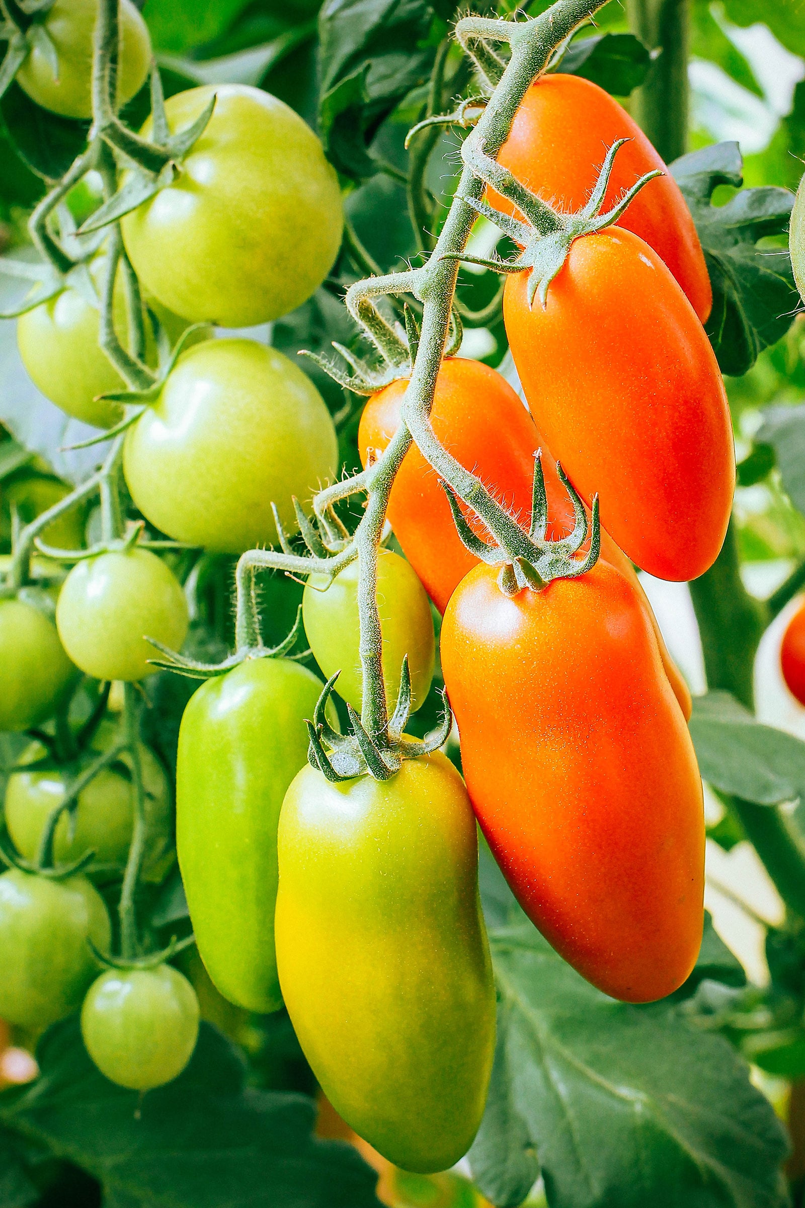 Cluster of icicle tomatoes on the vine in various stages of ripeness from green to red