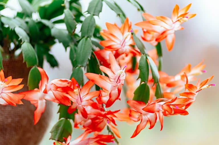 How to Care for Christmas Cactus Year-Round So It Can Live 100 Years (Seriously!)