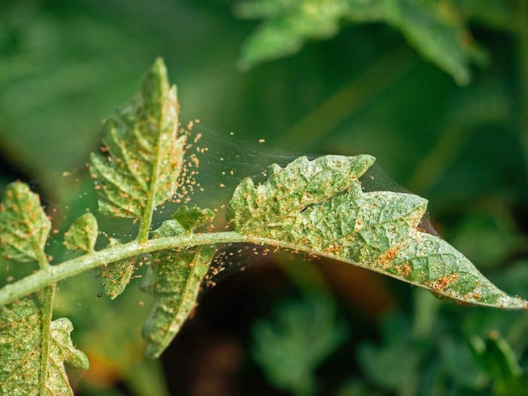 7 Easiest Ways to Control Spider Mites (and Keep Them Away)