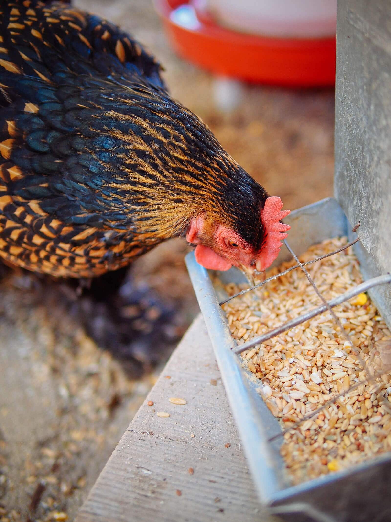 A hen eating homemade soy-free corn-free chicken feed with whole grains