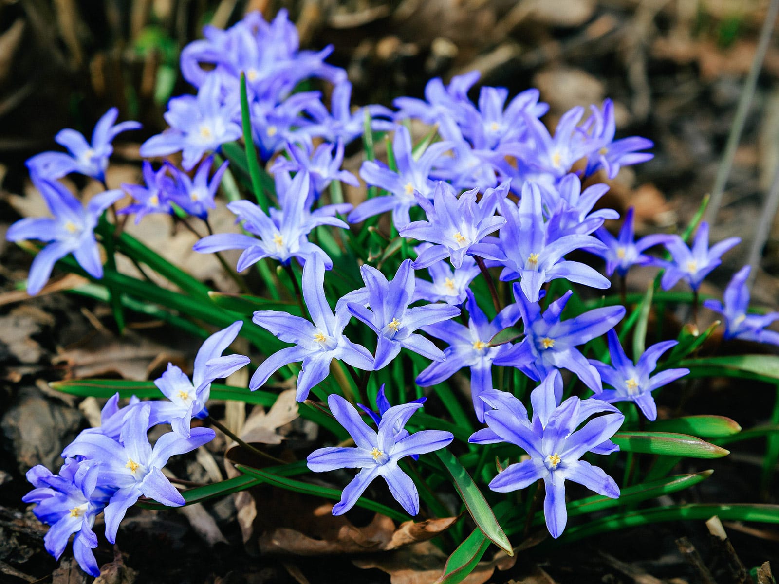 Glory of the snow (Chionodoxa) flowers in bloom