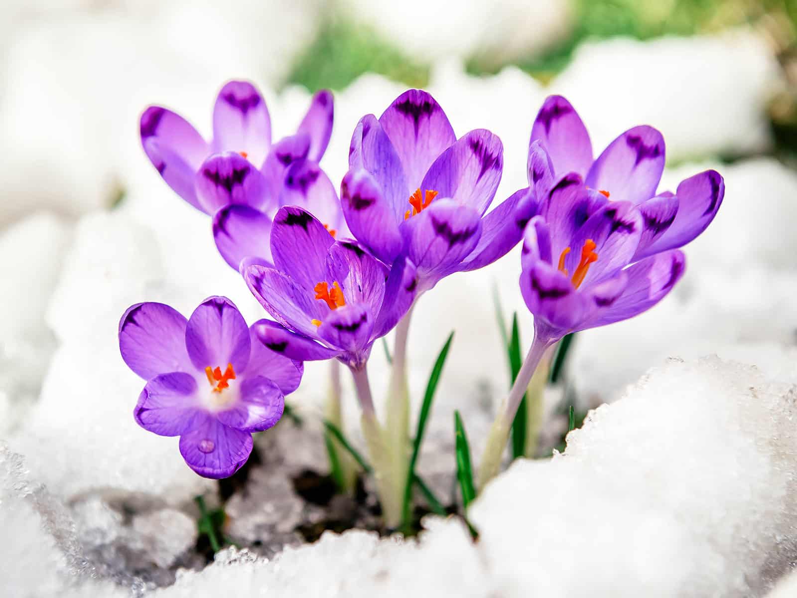 Purple crocus in bloom in winter, surrounded by snow