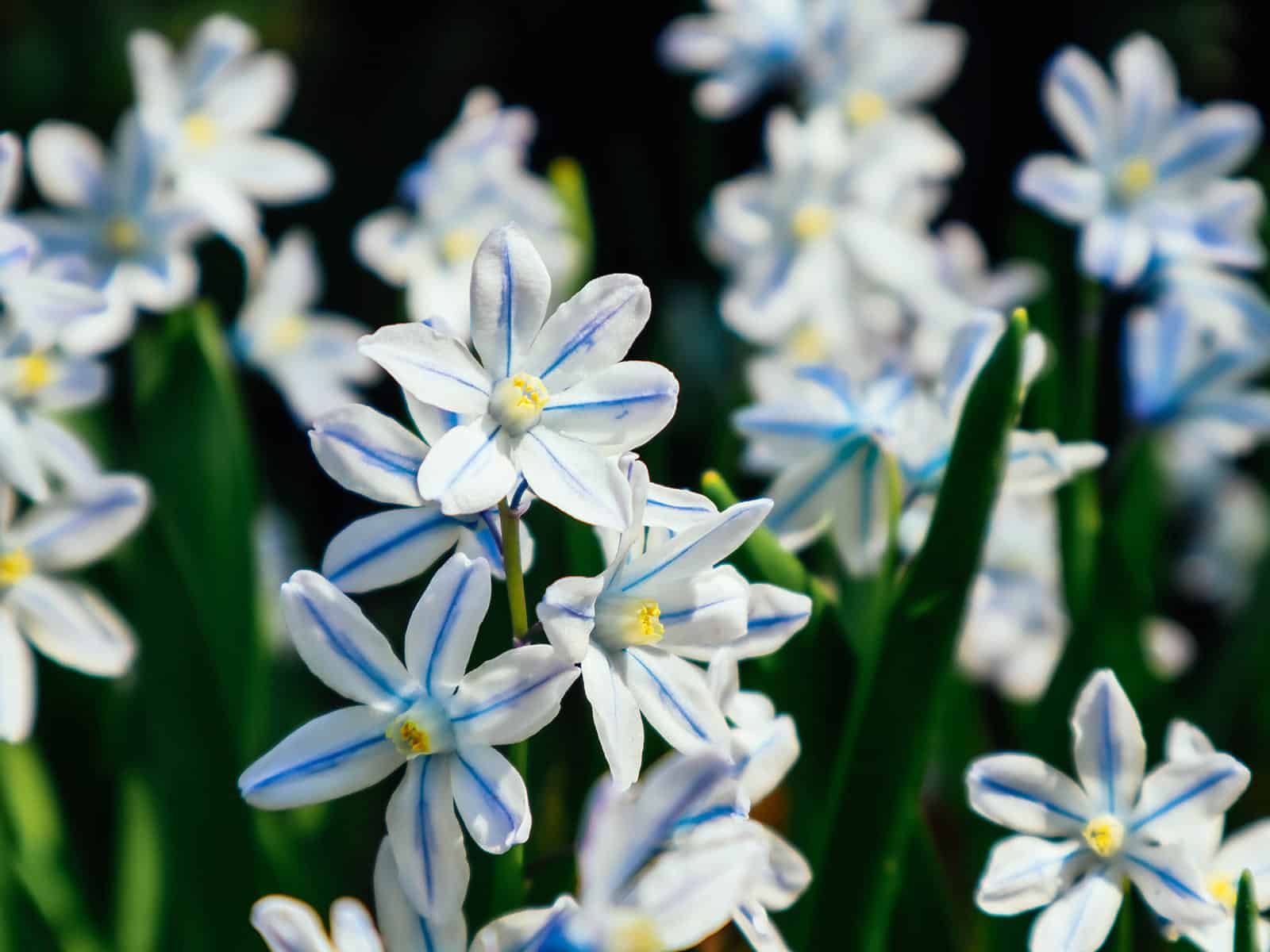 Clusters of striped squill flowers (Puschkinia) opening on stems