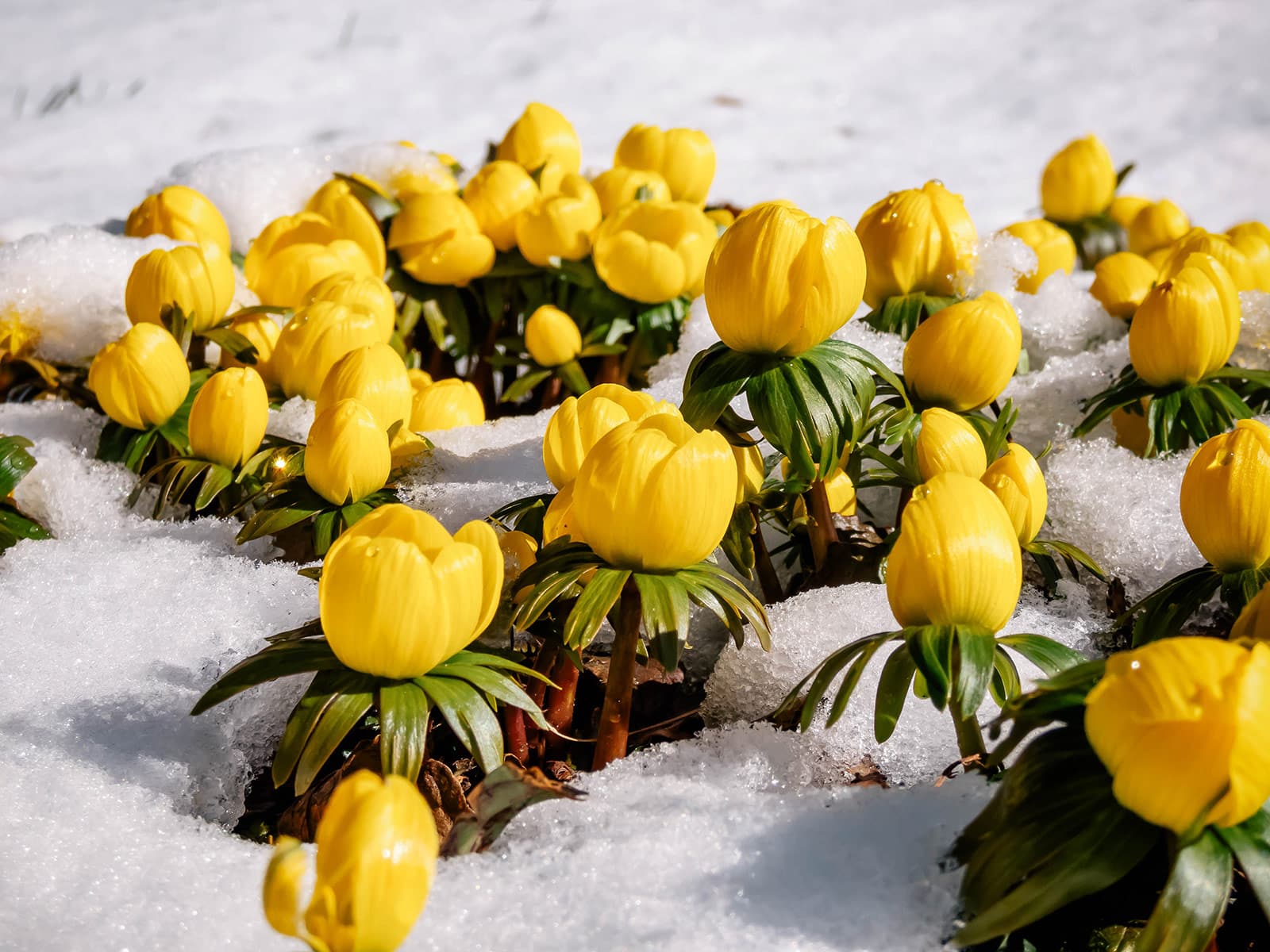 Bright yellow winter aconite flowers pushing up through snow cover in late winter