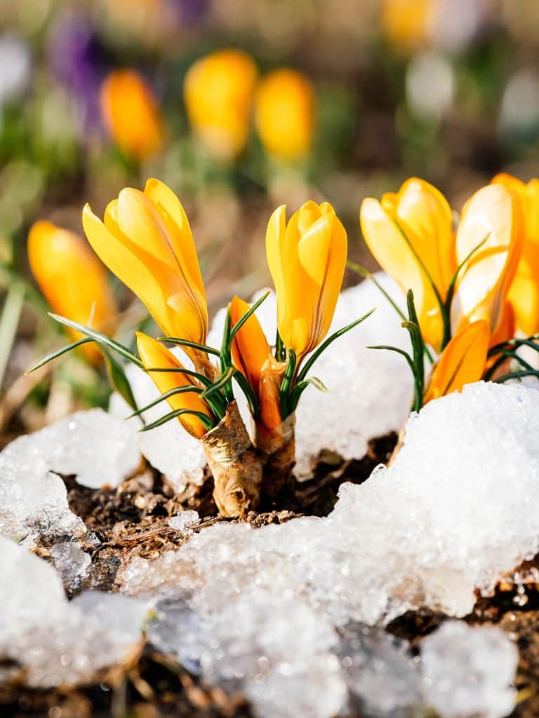 5 Super Early-Blooming Bulbs That Don’t Care If It’s Still Winter