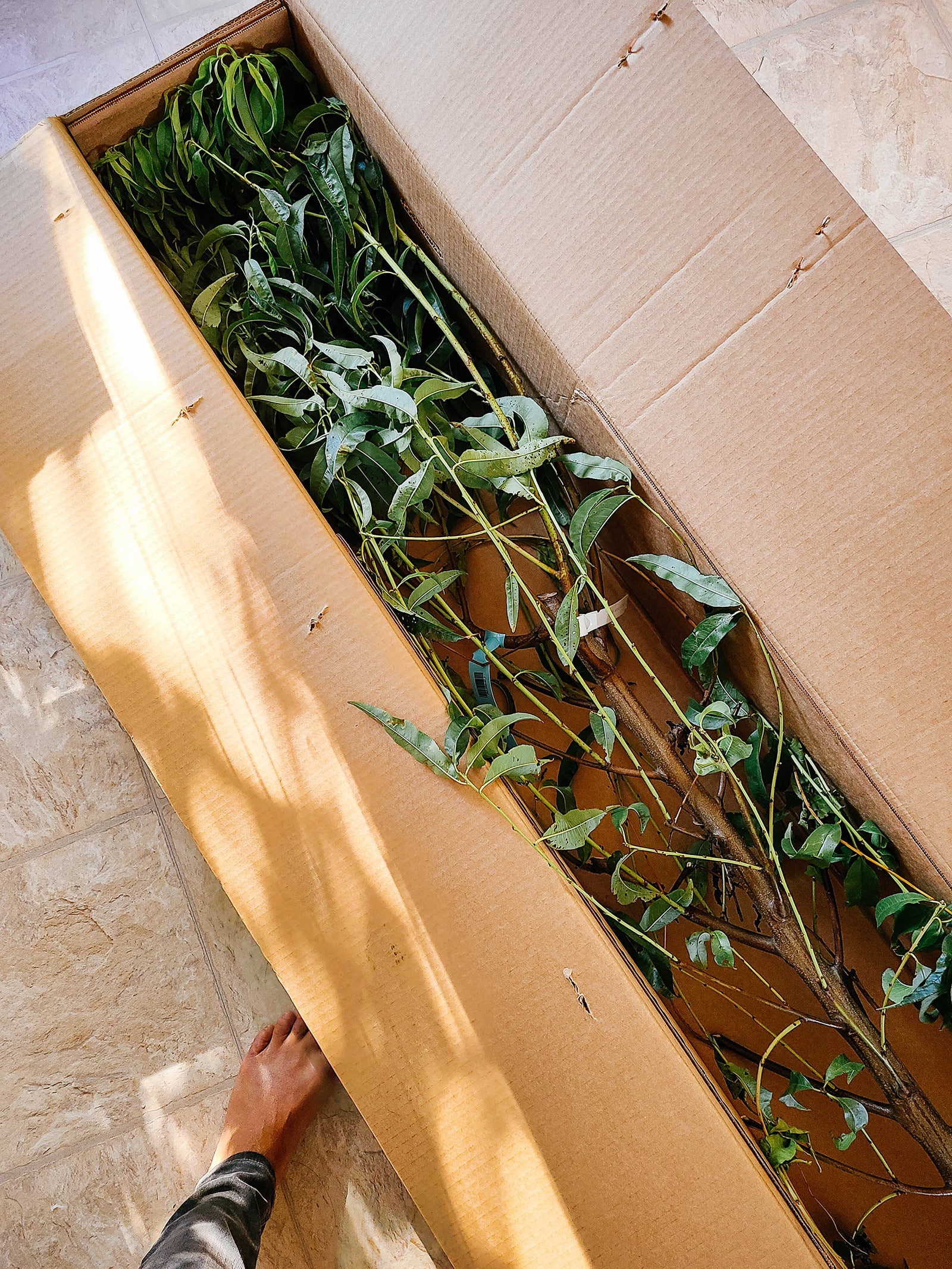 Opened shipping box with a peach tree inside