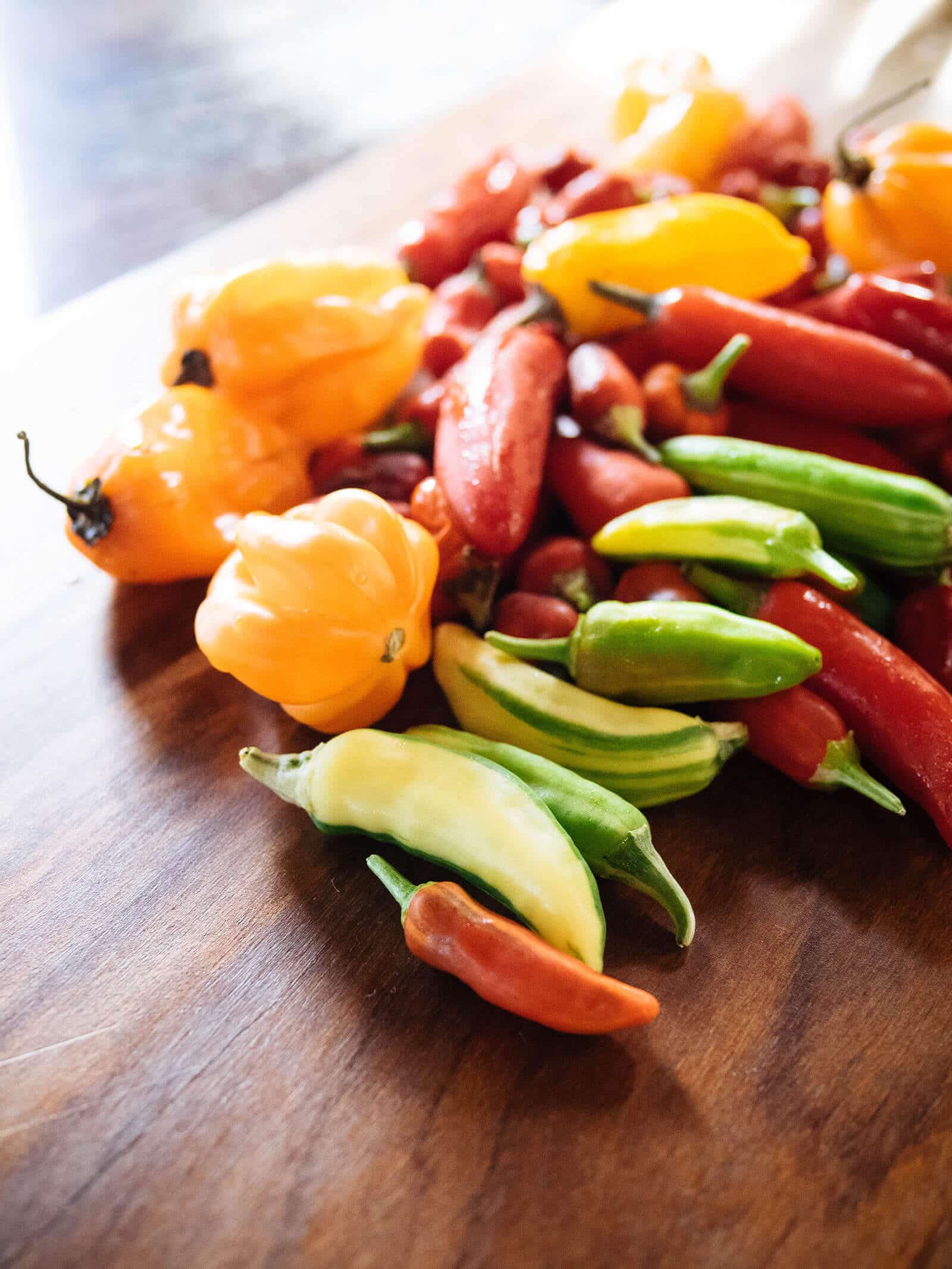 Pile of homegrown hot chile peppers ready for fermenting