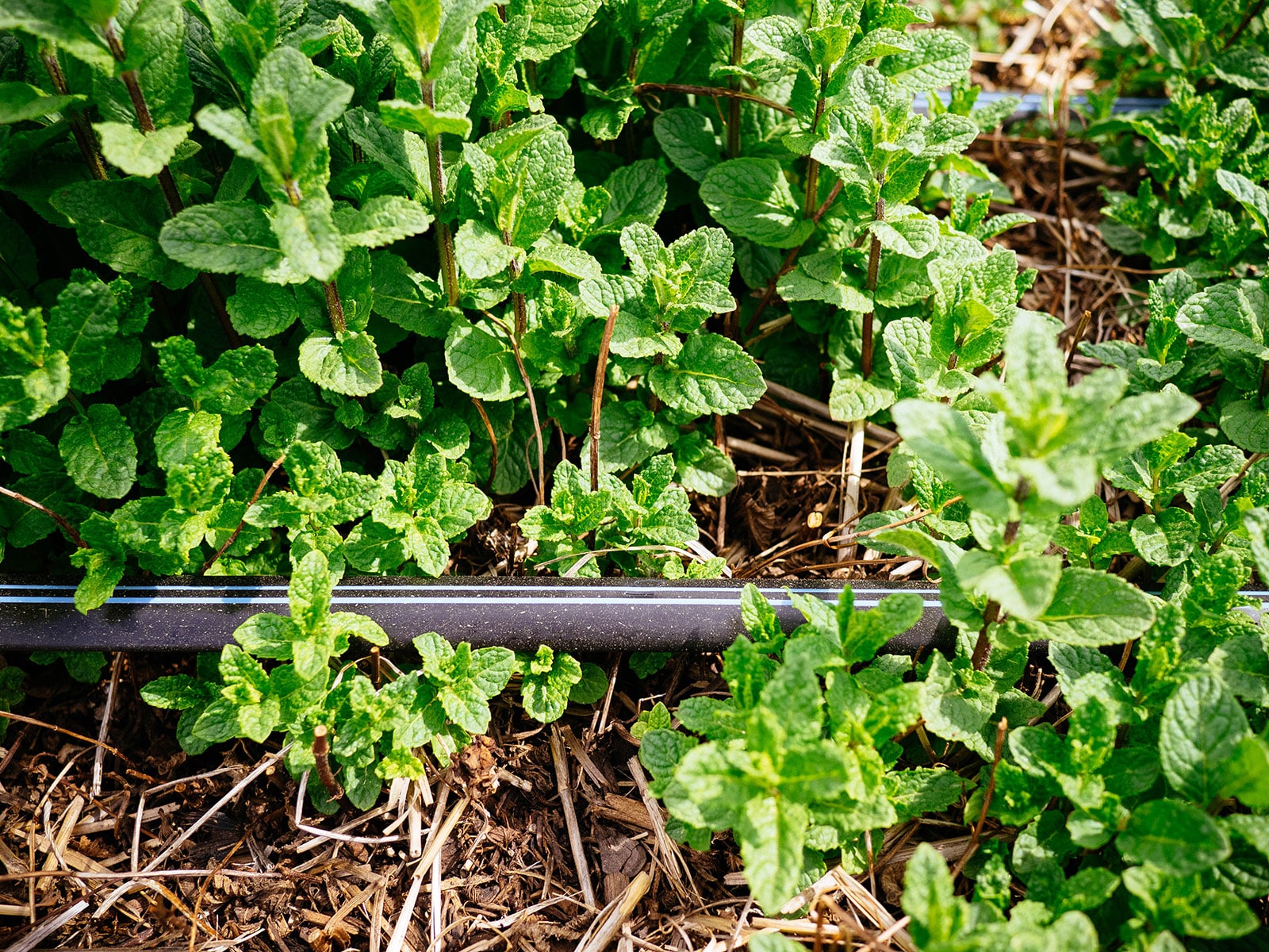 A line of drip tape running through a garden bed filled with mint plants