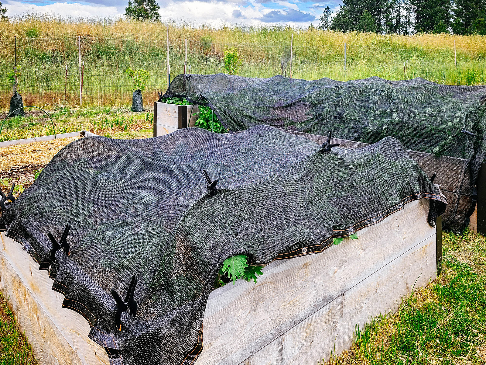 Two large raised beds in a garden covered in black shade cloth with leafy green plants peeking out from underneath