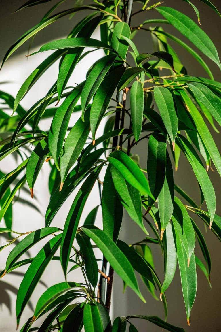 A Foolproof Guide to Ficus Alii Plant Care