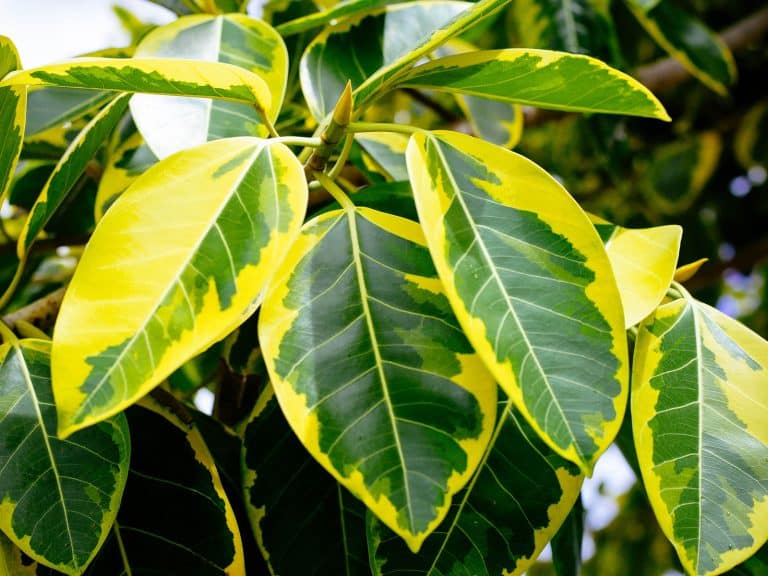 How to Grow a Beautiful Ficus Altissima