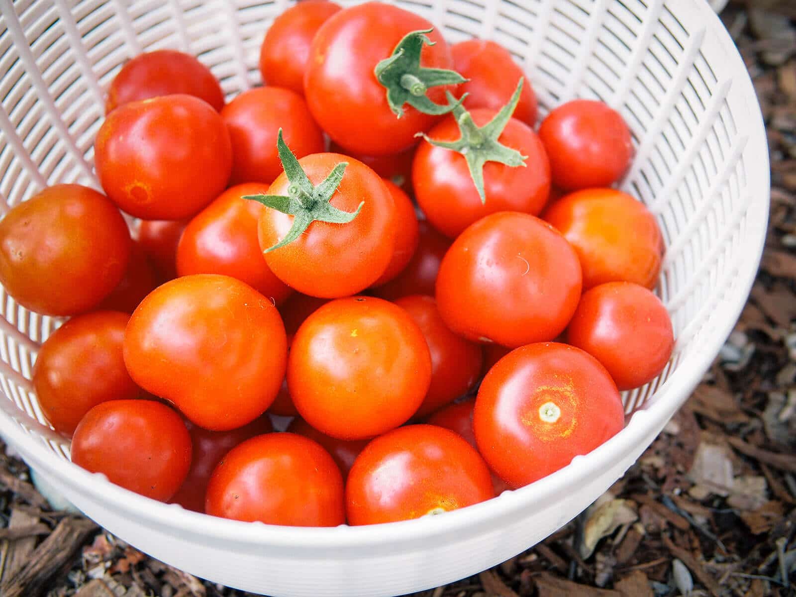 White colander full of red cherry tomatoes