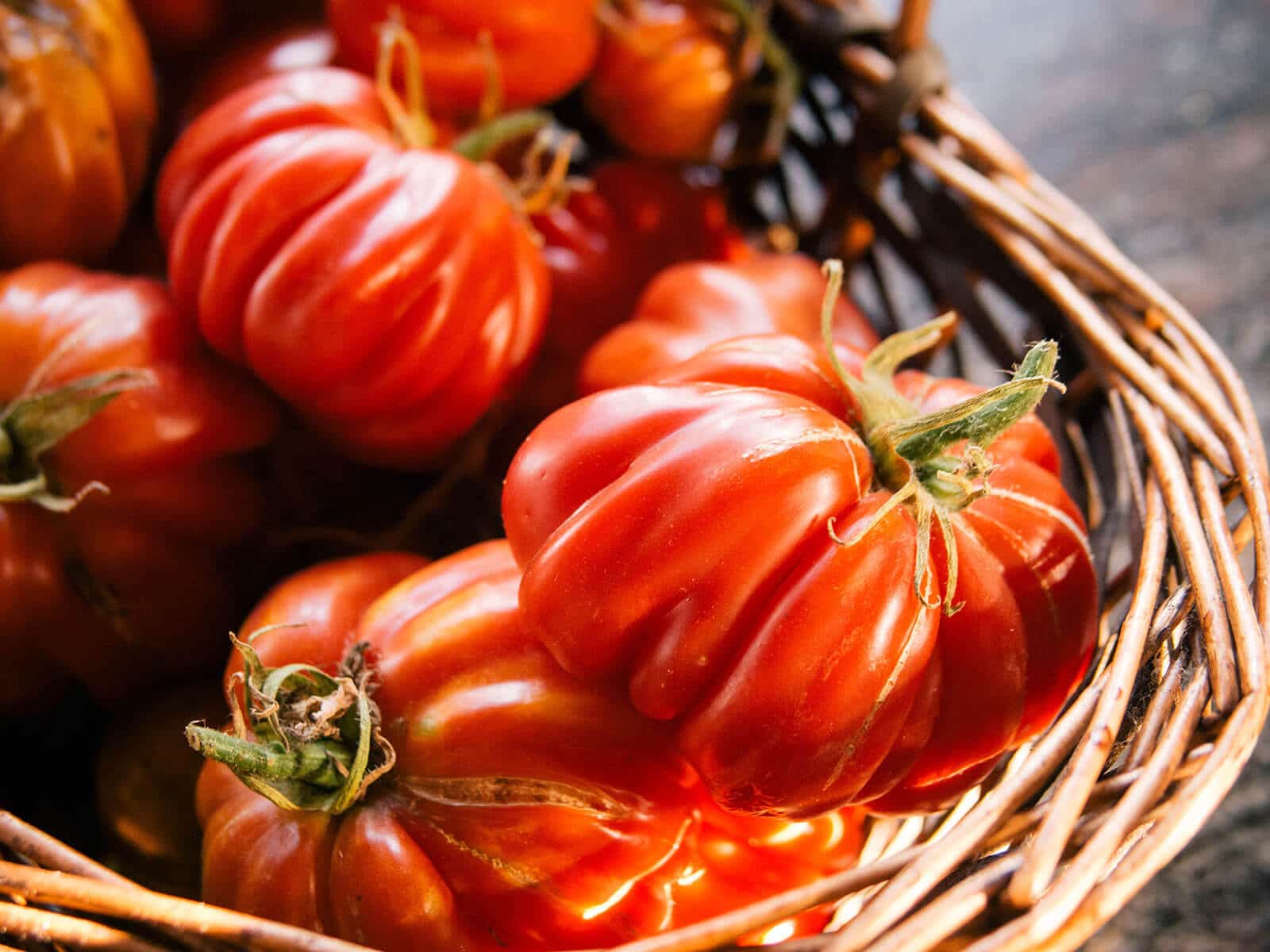 Basket filled with ribbed red tomatoes freshly picked off the vine