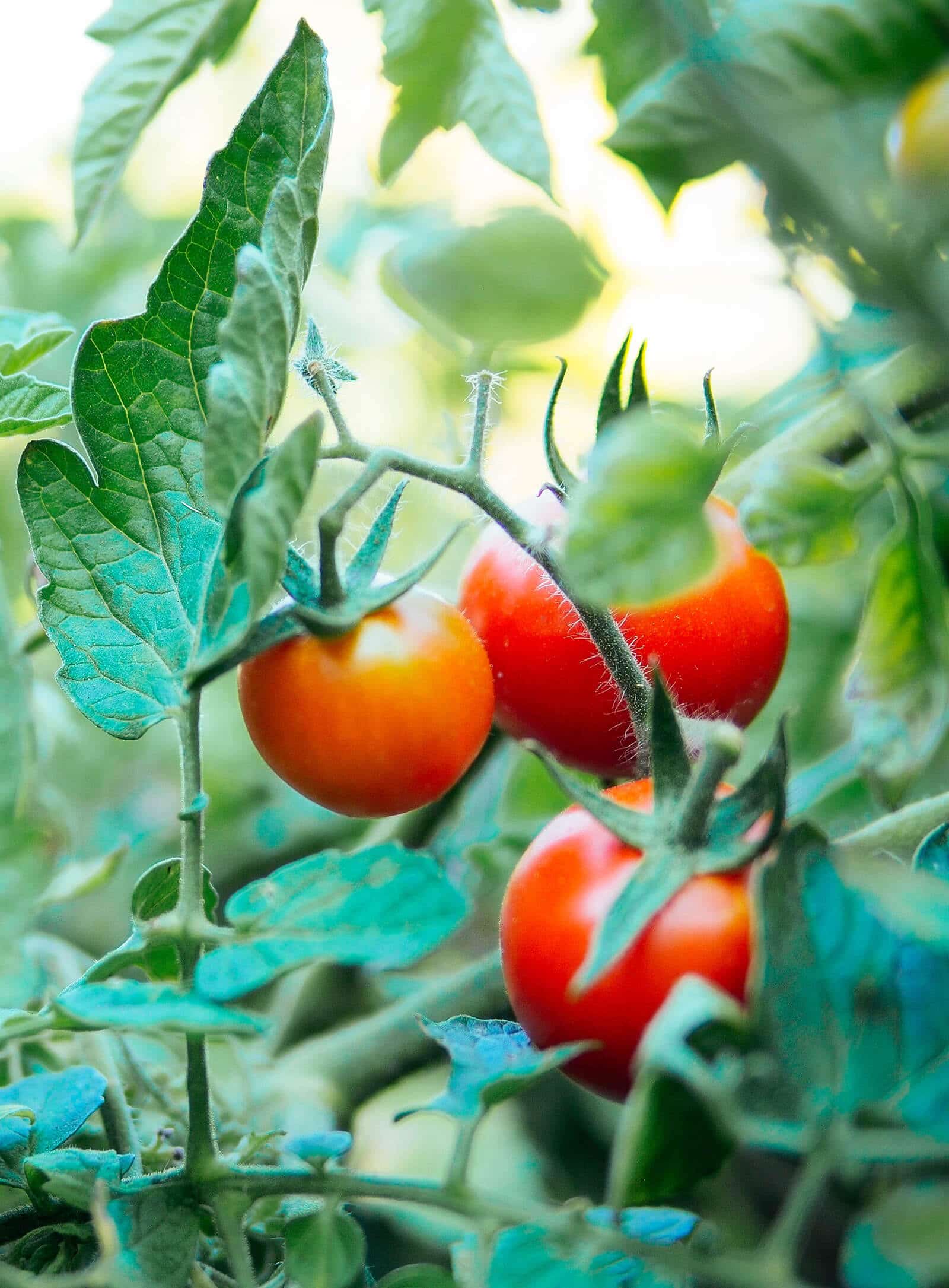 Ripe tomatoes on the vine