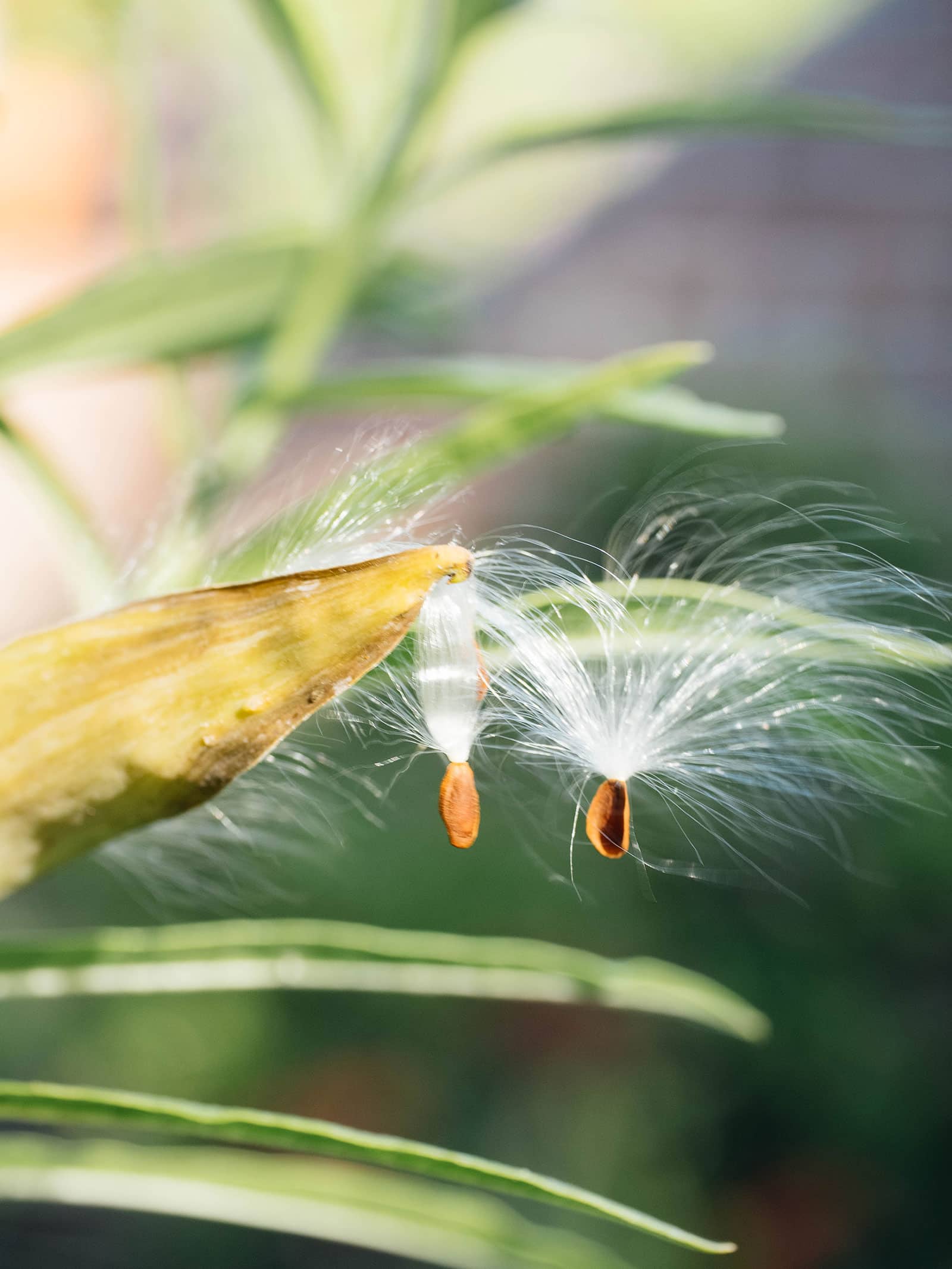 Foolproof tips to germinate hard-to-start seeds—fast