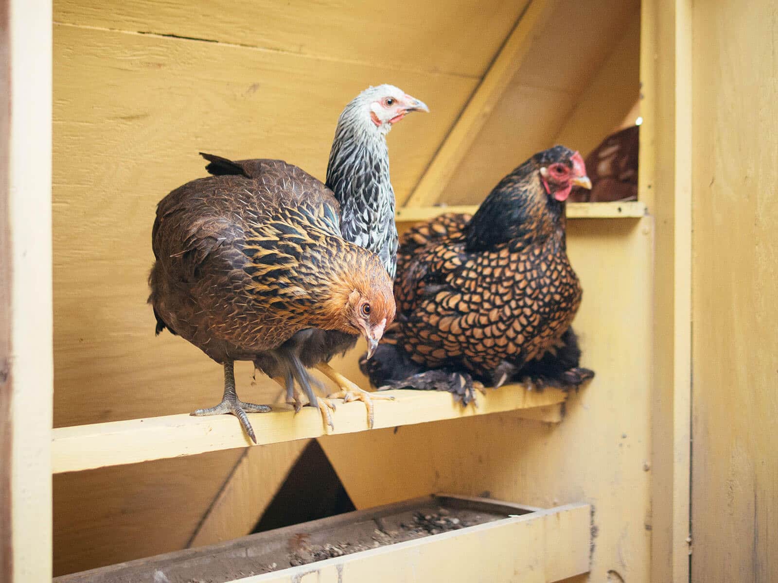 Pullets and layers roosting together in a chicken coop