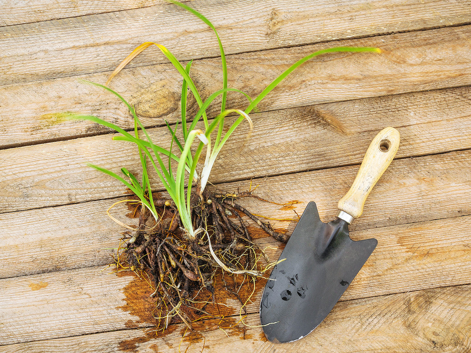 Daylily plant divided into several clumps and placed on a wooden surface next to a black trowel