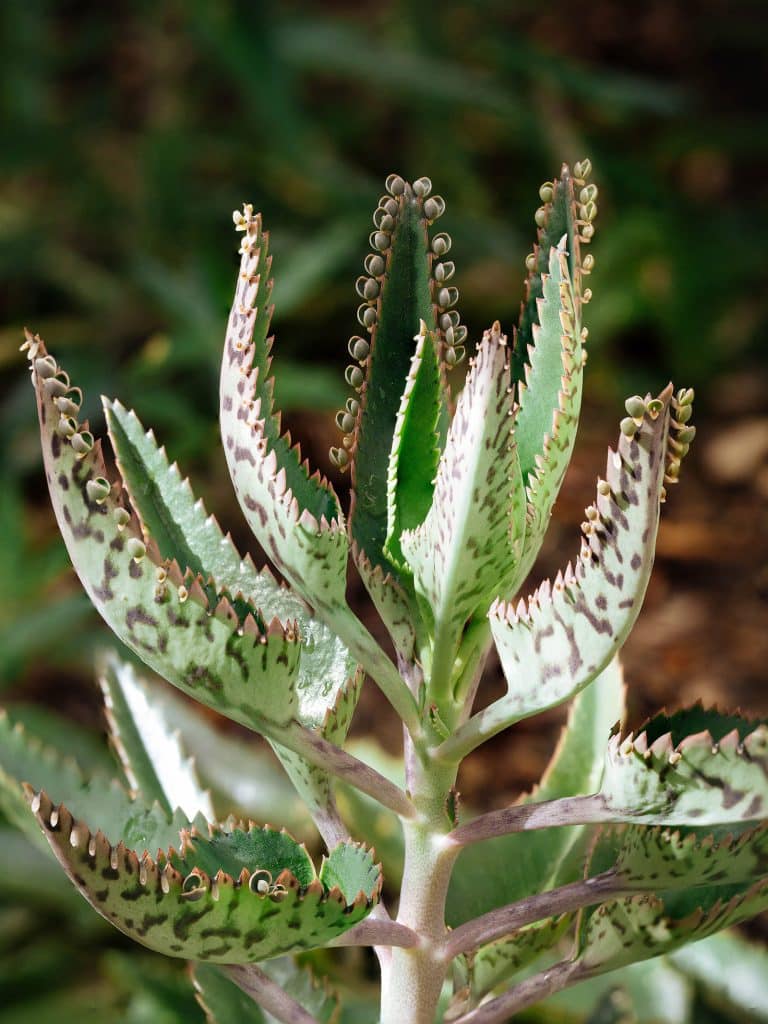 How to Grow Mother of Thousands: A Unique Succulent That Sows Itself