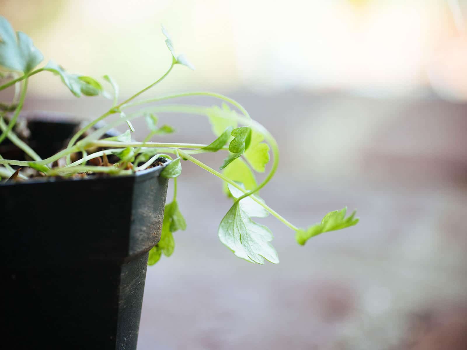 Leggy celery seedlings struggling with too little light for growth