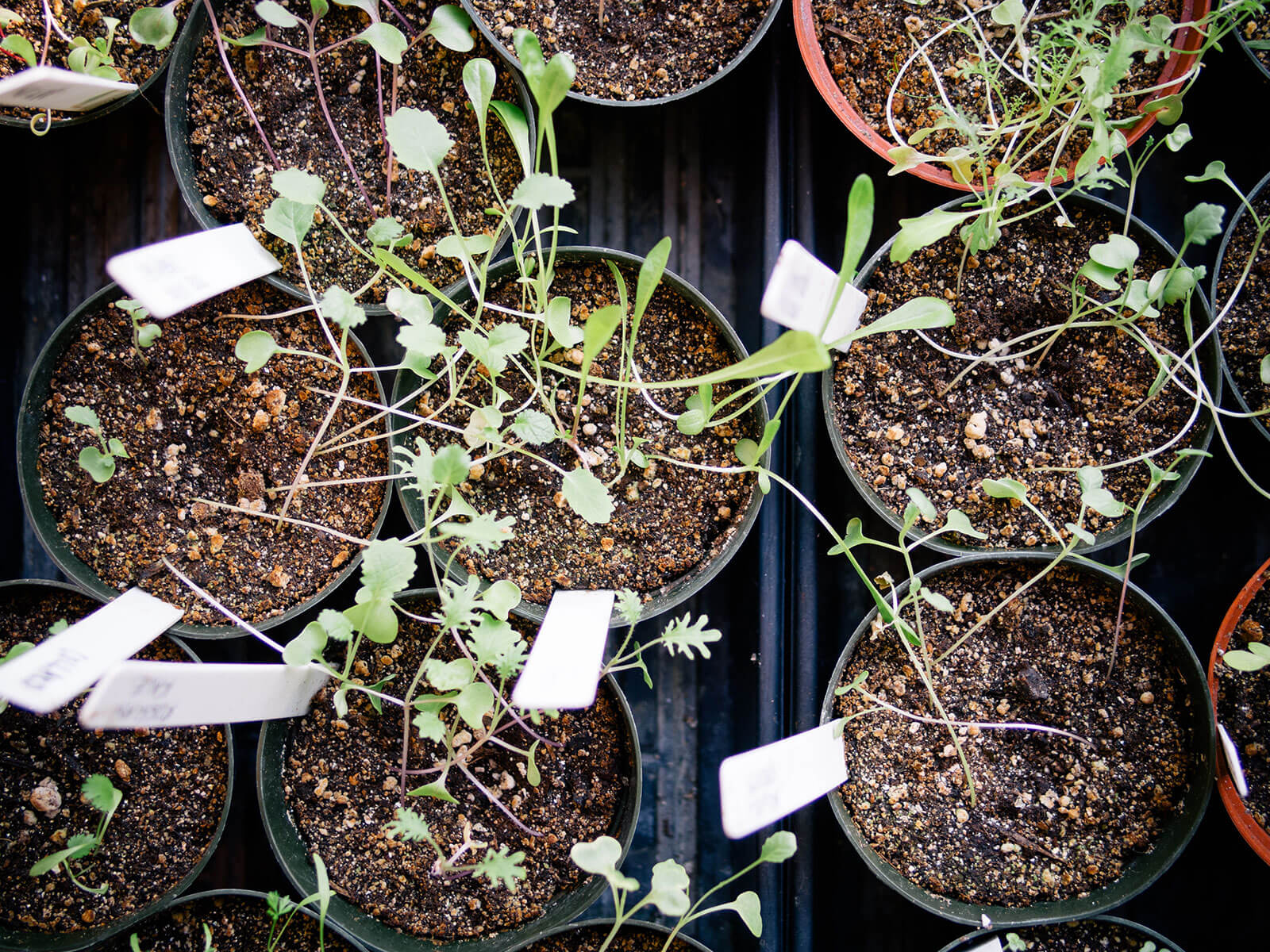 Indoor seedlings often turn leggy when grown in a window due to insufficient light