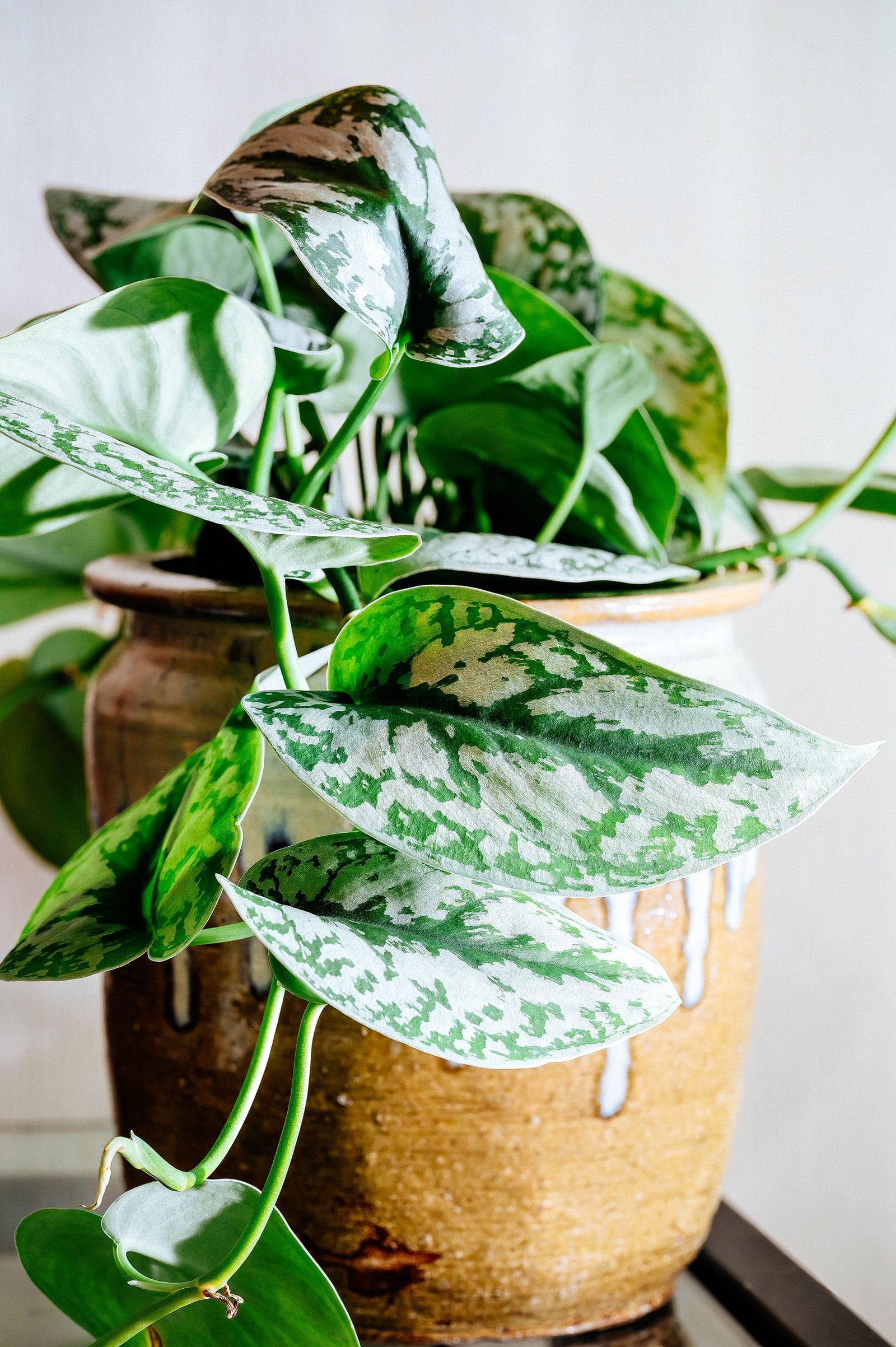 Satin pothos plant in a brown glazed ceramic pot