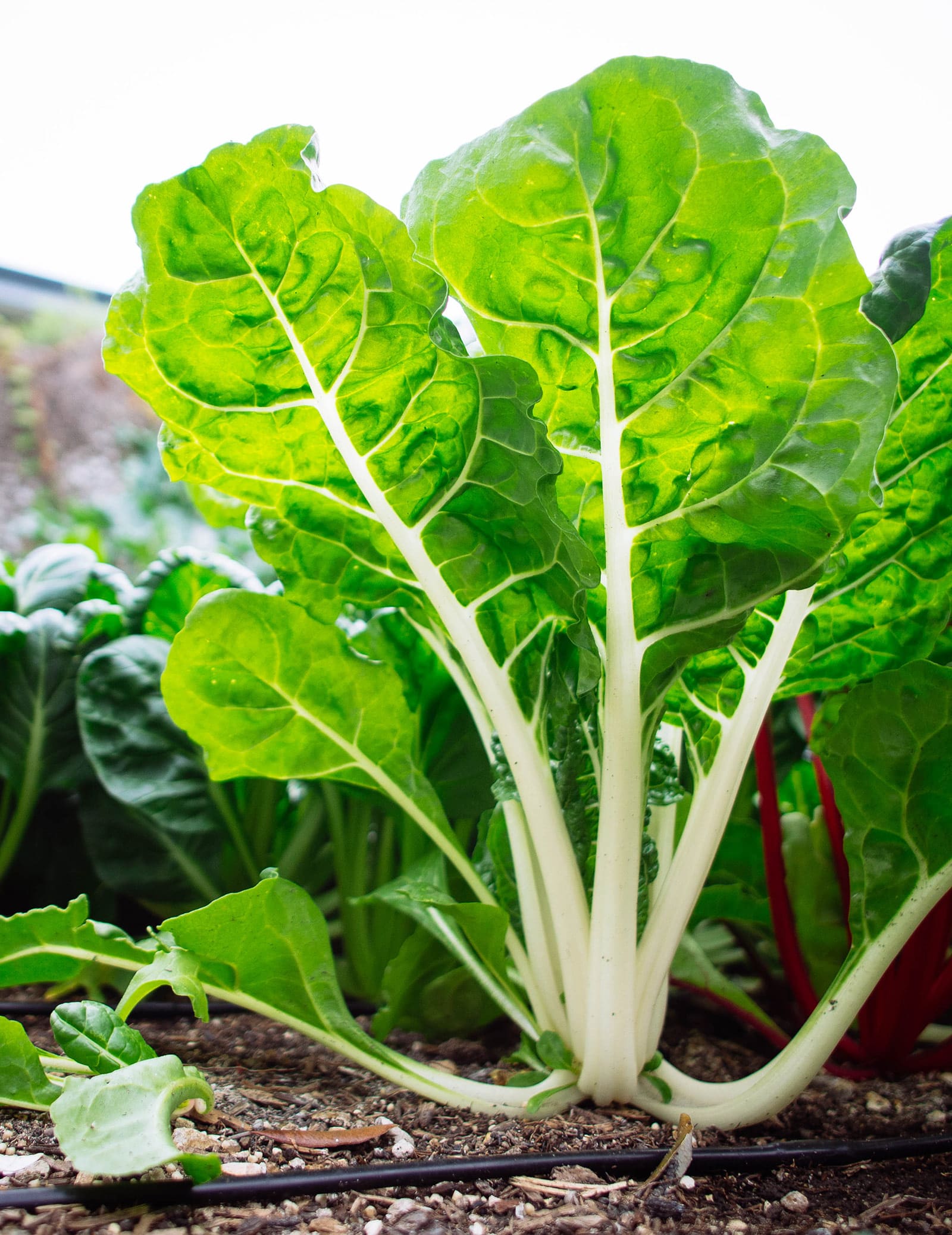 White-stemmed chard plant in a garden bed backlit by the sun