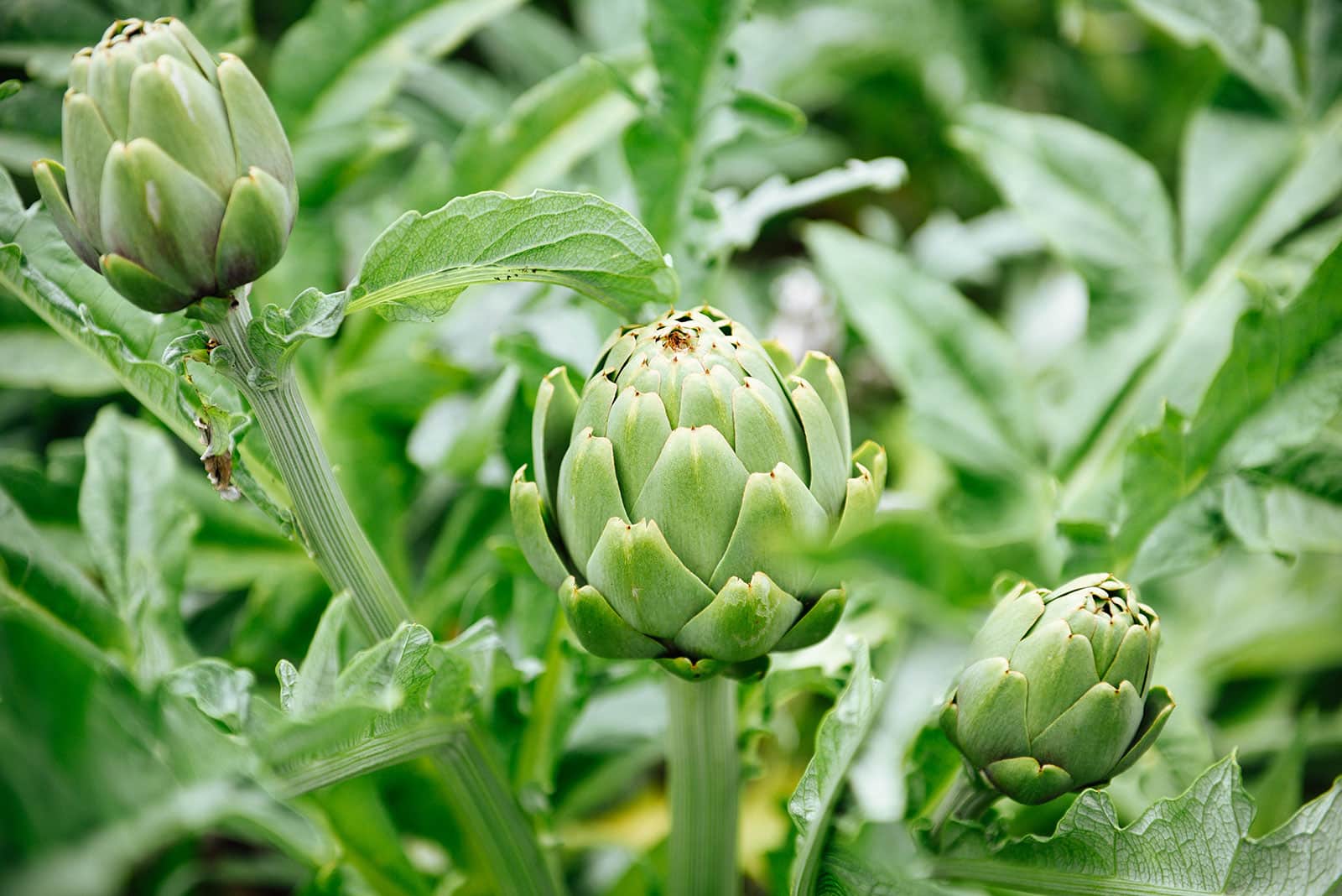 Green globe artichoke plants in a garden